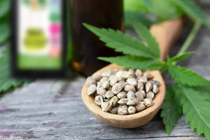 kendemagolaj-cbd-ola-kulonbseg Kender kisokos Szupertápanyagok 