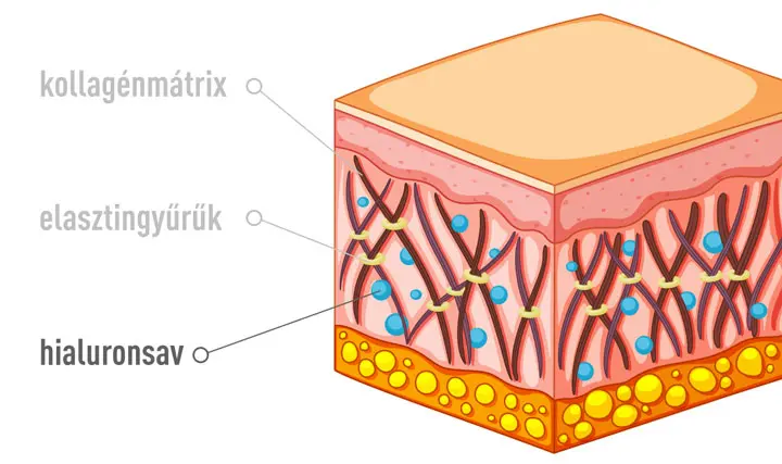 kollagen-elasztin-hialuronsav A hialuronsav és a kollagén hatása a megereszkedett bőrre Szépség 