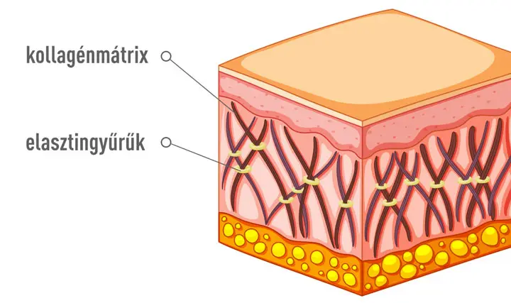 kollagen-matrix-elasztin-gyuruk A hialuronsav és a kollagén hatása a megereszkedett bőrre Szépség 