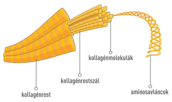 kollagen-szerkezete A hialuronsav és a kollagén hatása a megereszkedett bőrre Szépség 
