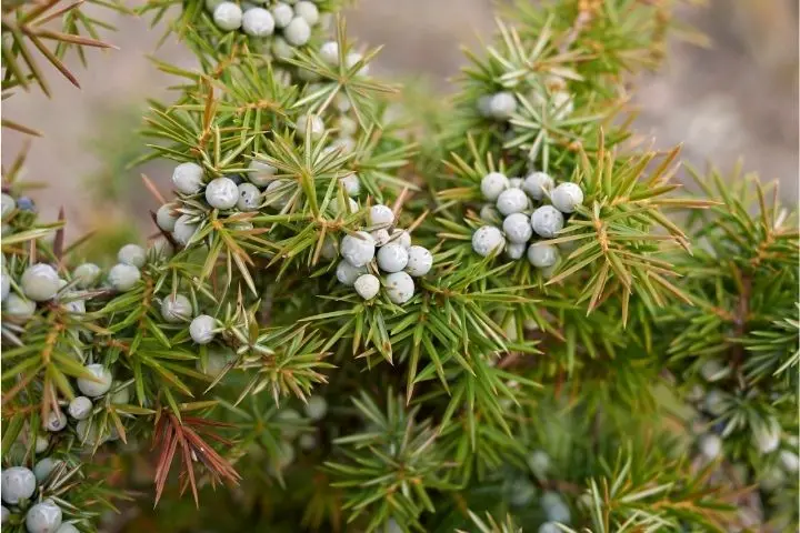 kozonseges-boroka 7 természetes vízhajtó növény Szupertápanyagok 
