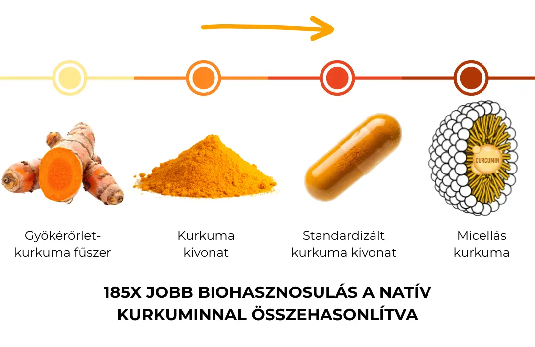 kurkuma_biohasznosulas_skala Immunerősítés természetesen – hogyan segíthet a kurkuma? Immunrendszer 