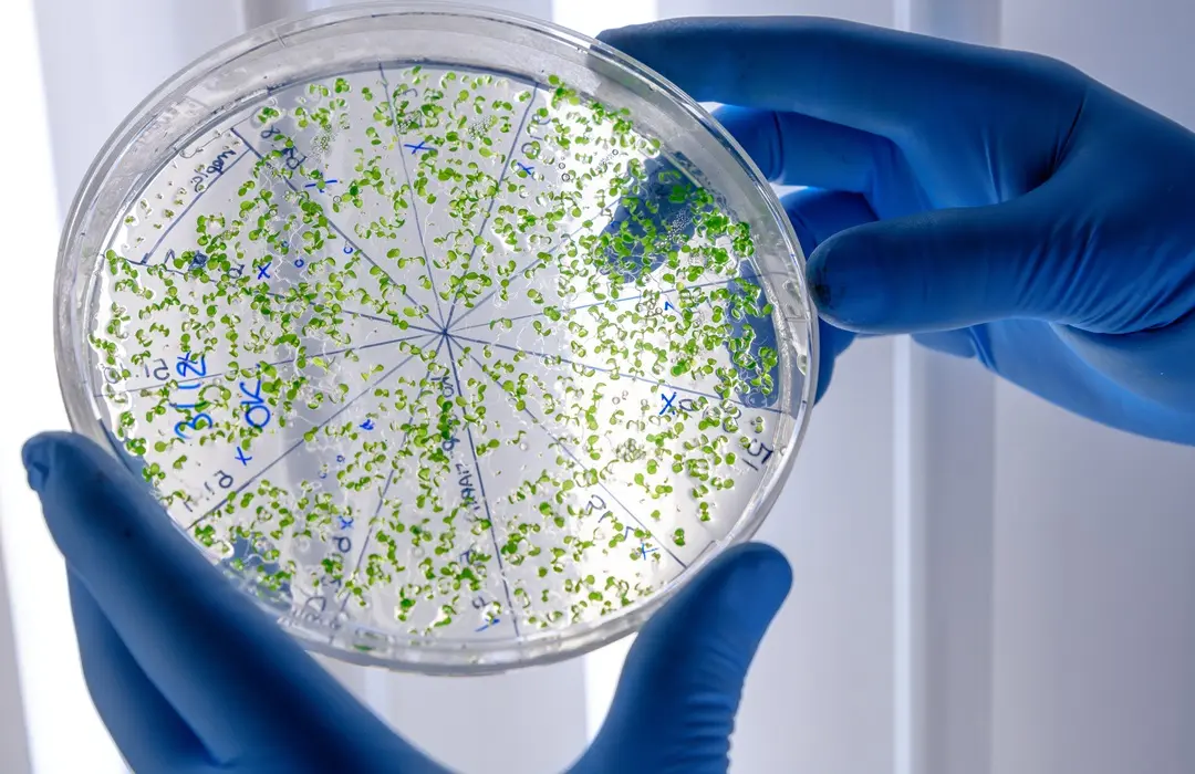 laboratory-worker-examining-green-substance-petri-dish-while-conducting-coronavirus-research Ételmérgezés: tünetei, megelőzés és teendők Emésztés 