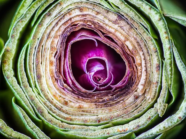 layers-artichoke Zsírmáj: Előzd meg és szabadulj meg tőle!! Méregtelenítés 