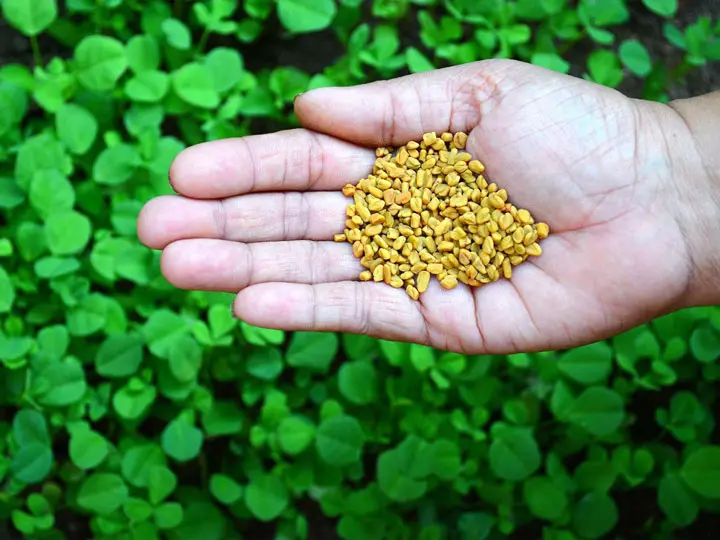 lepkeszegmag-gorogszena-fitoosztrogen-mikor-segithet Milyen esetekben segíthet a lepkeszegmag? Hormontámogatás 