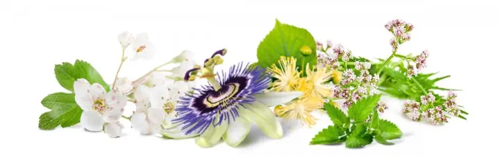 lietoson-osszetevok 6 Ok, amikor jó társ a LietoSON csepp Fáradtság. kimerültség 