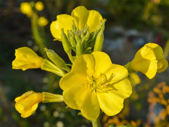 ligetszepe-olaj-kapszula-gamma-linolensav-gla-hormon-virag Mit kell tudni a ligetszépe olajról? Uncategorized 