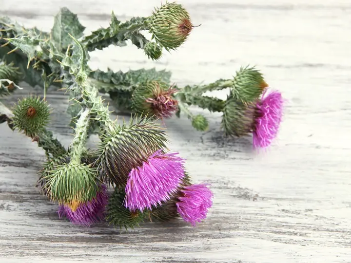 mariatovis-1 Élet az epehólyageltávolító műtét után Emésztés 