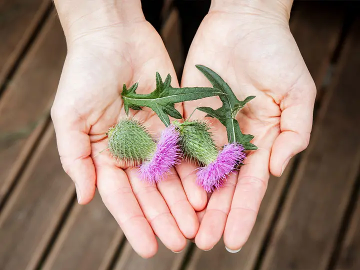 mariatovis-max-emesztes-epe-maj-kezben 5 ok, amikor ajánlott a máriatövis és a kolin Emésztés 