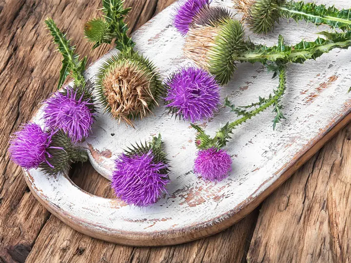 mariatovis-max-emesztes-epe-maj-szilimarin 5 ok, amikor ajánlott a máriatövis és a kolin Emésztés 