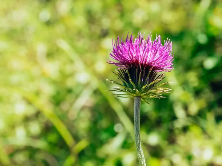 mariatovis Hogyan védekezhetünk a hepatitis ellen? Emésztés 