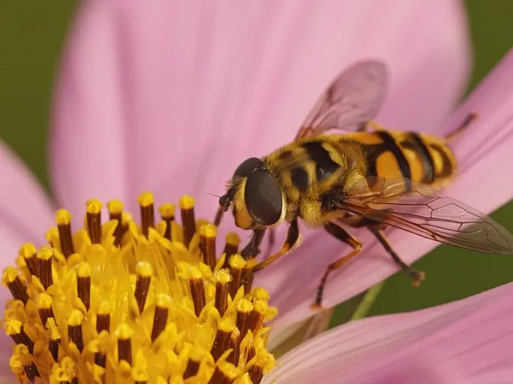 mehecske Méh- és darázscsípés – A legfontosabb teendők Immunrendszer 