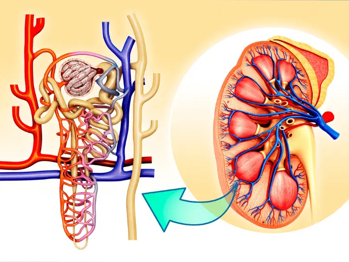 mi-a-vesek-feladata Vesetisztítás gyógynövényekkel Méregtelenítés 