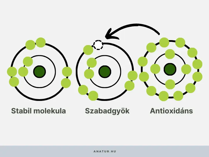 mi-az-a-szabadgyok Így függ össze az oxidatív stressz és az öregedés! Szépség 