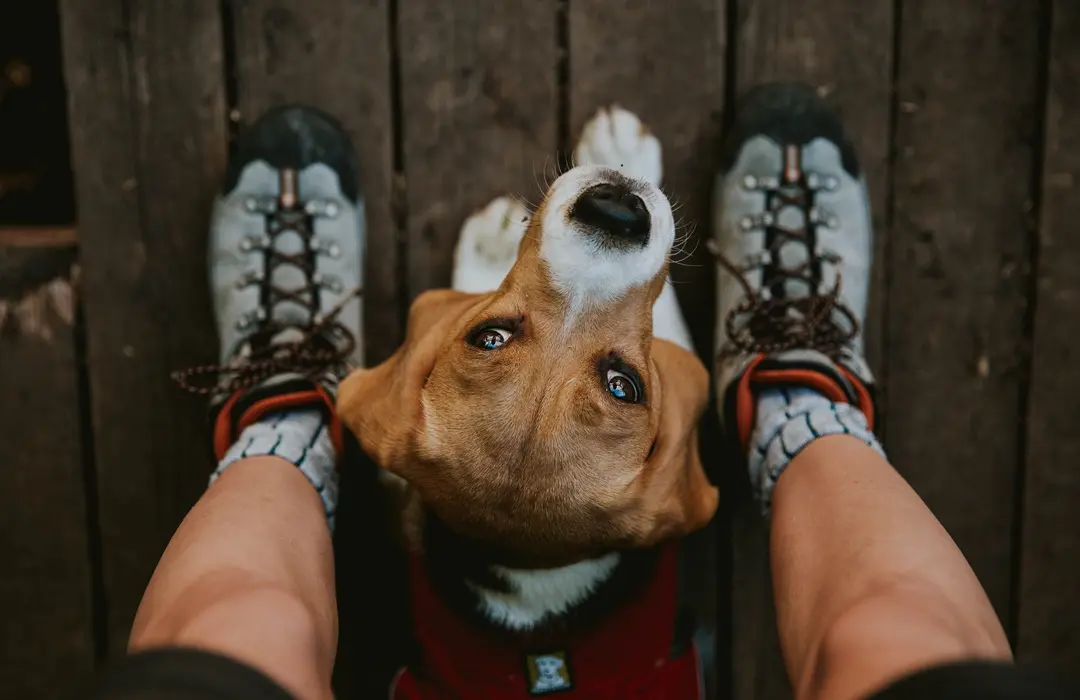 midsection-person-with-dog Tények és tévhitek a Lyme-kórról Sejtvédelem 