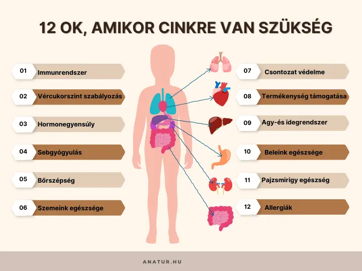 mikor-erdemes-potolni-a-cinket-12-ok Mikor érdemes pótolni a cinket? Szupertápanyagok 