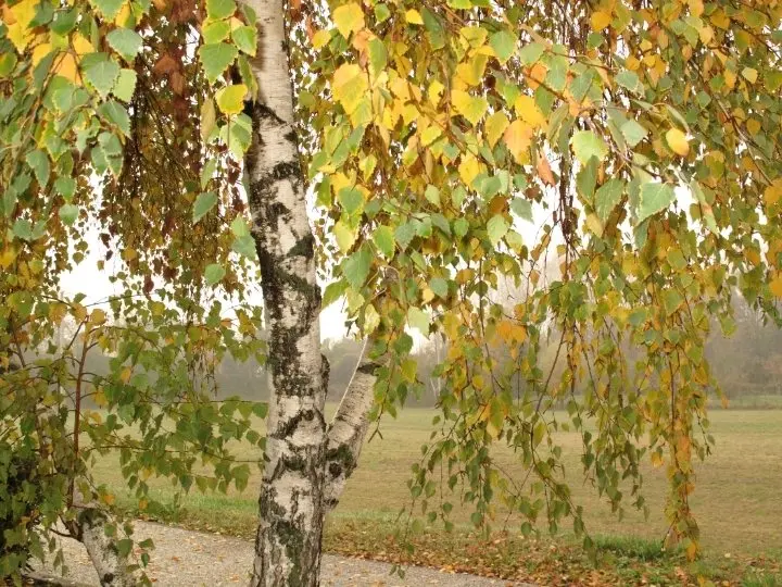 nyirfa 7 természetes vízhajtó növény Szupertápanyagok 