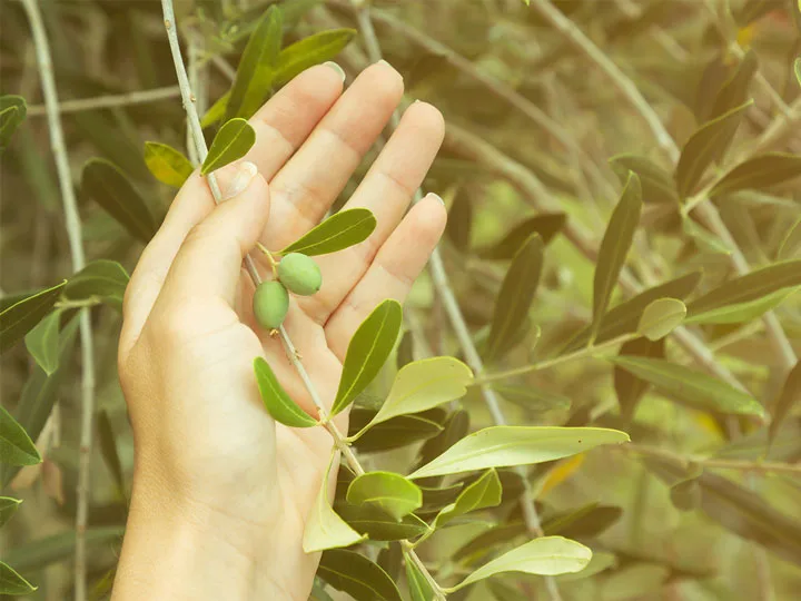 olajfa-hatasok-keringesi-rendszer 12 OK, amikor segíthet az olajfa oleuropein Immunrendszer 