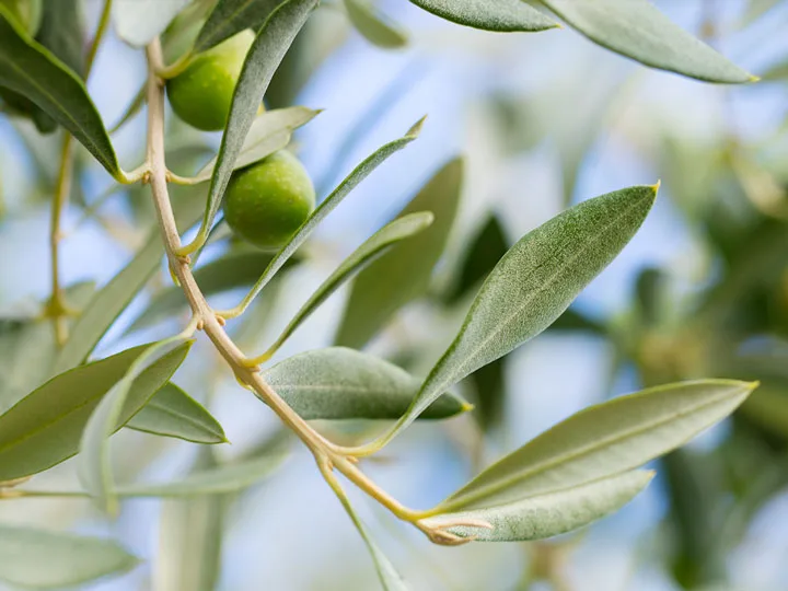 olajfa-oleuropein-12-ok-mellette 12 OK, amikor segíthet az olajfa oleuropein Immunrendszer 