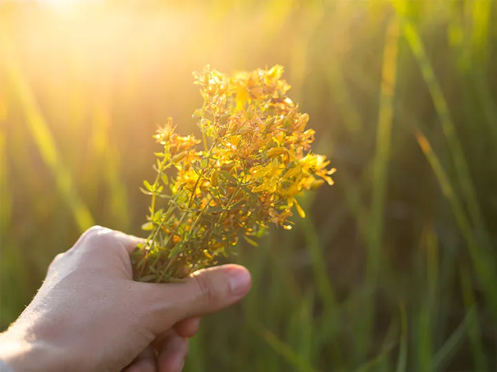 orbancfuves-holgyi-tea-ciszta-kez Szerezd vissza a hormonális egyensúlyod gyógynövényekkel! Uncategorized 