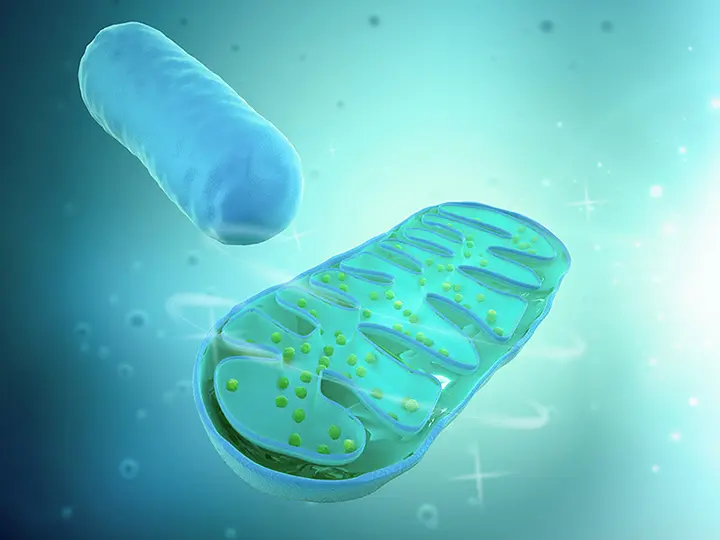 oregedes-okai-fiatalito-aminosavak-glicin-taurin Az öregedés 7+1 oka és a fiatalító glicin és taurin! Szupertápanyagok 