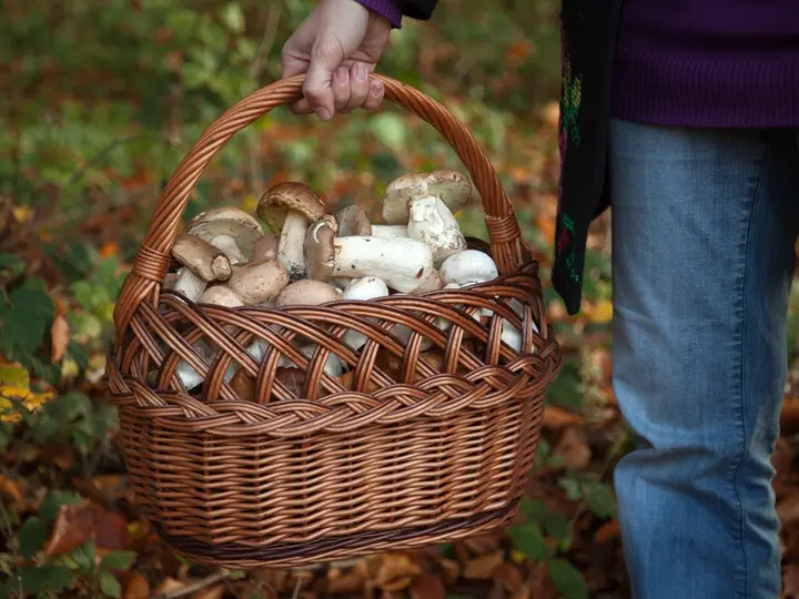 ovatosan-gyujtsuk-a-gombakat A gombák titkai: 8 jótékony hatás az egészségünkért Szupertápanyagok 