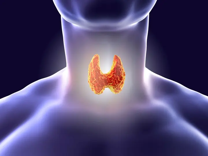 pajzsmirigy A B-vitaminok és hormonrendszer Hormontámogatás 