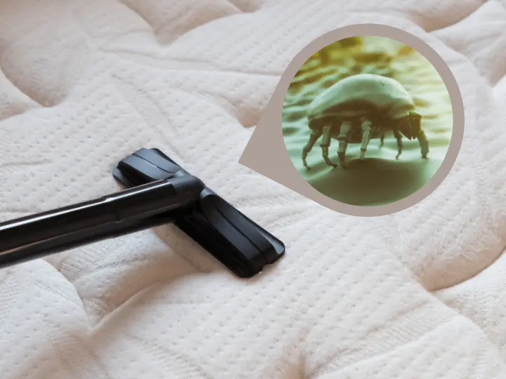 porallergia-tunetei-poratka Mit tehetsz porallergia ellen? Immunrendszer 