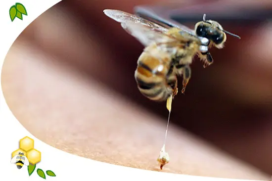 propolisz-mehpempo-apiterapia-immunrendszer-gyulladas-mehmereg Mit jelent az, hogy APITERÁPIA? Immunrendszer 