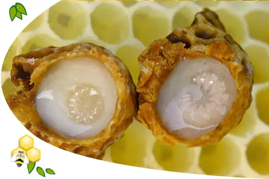 propolisz-mehpempo-apiterapia-immunrendszer-gyulladas-mehpempo Mit jelent az, hogy APITERÁPIA? Immunrendszer 