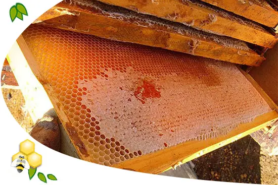 propolisz-mehpempo-apiterapia-immunrendszer-gyulladas-mez-belsoleg Mit jelent az, hogy APITERÁPIA? Immunrendszer 