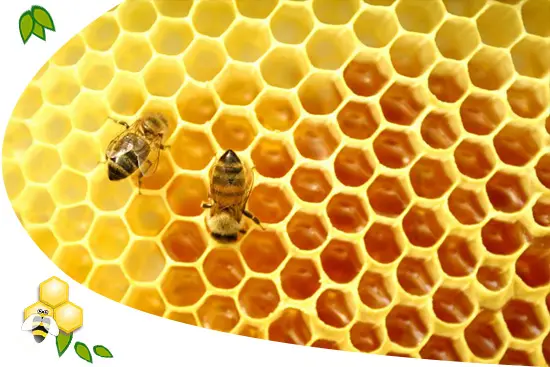 propolisz-mehpempo-apiterapia-immunrendszer-gyulladas-propolisz Mit jelent az, hogy APITERÁPIA? Immunrendszer 