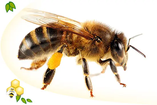 propolisz-mehpempo-apiterapia-immunrendszer-gyulladas Mit jelent az, hogy APITERÁPIA? Immunrendszer 