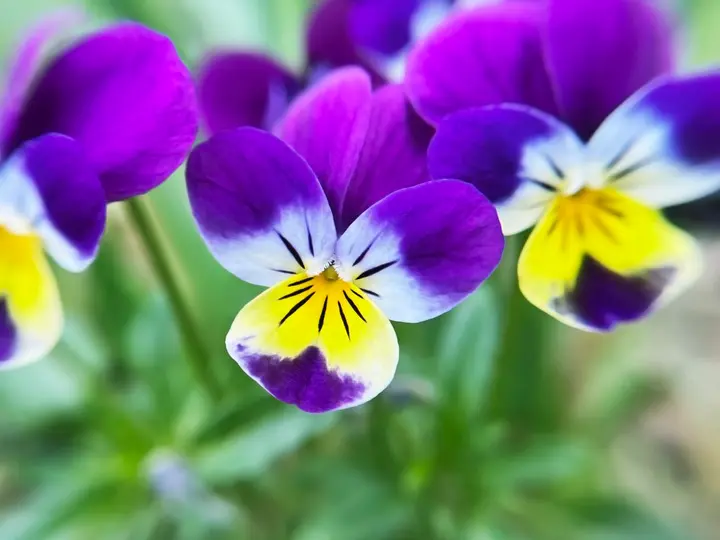A háromszínű árvácska kapcsolata a bőrápolással Sejtvédelem purple-yellow-pansy-flower-close-up purple-yellow-pansy-flower-close-up A háromszínű árvácska kapcsolata a bőrápolással Sejtvédelem