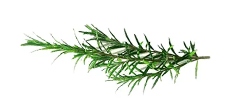 rozmaring Viszlát paraziták, vírusok, gombák és baktériumok! Immunrendszer 