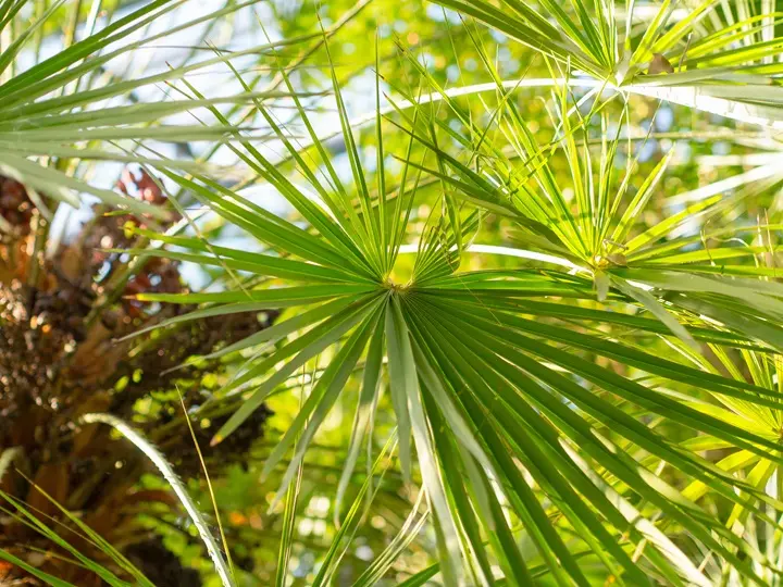 saw_palmetto A 3 legjobb gyógynövény a férfiegészségért Szupertápanyagok 