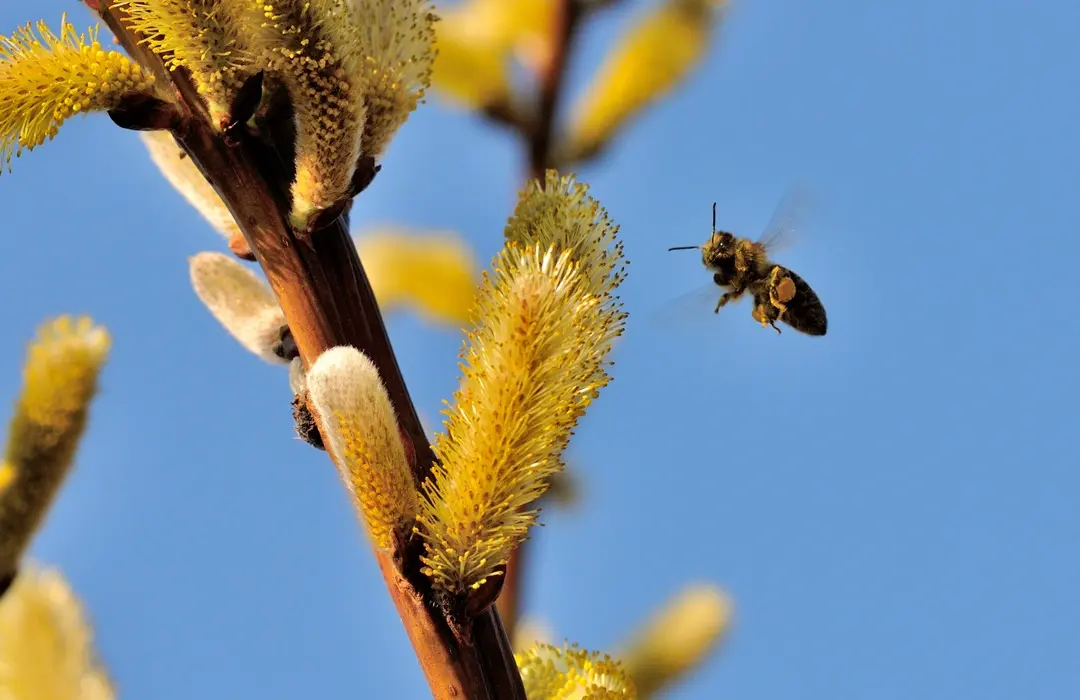 selective-focus-shot-bee-approaching-pollen-willow-catkin Mit csináljunk, ha köhög a gyerek? Immunrendszer 