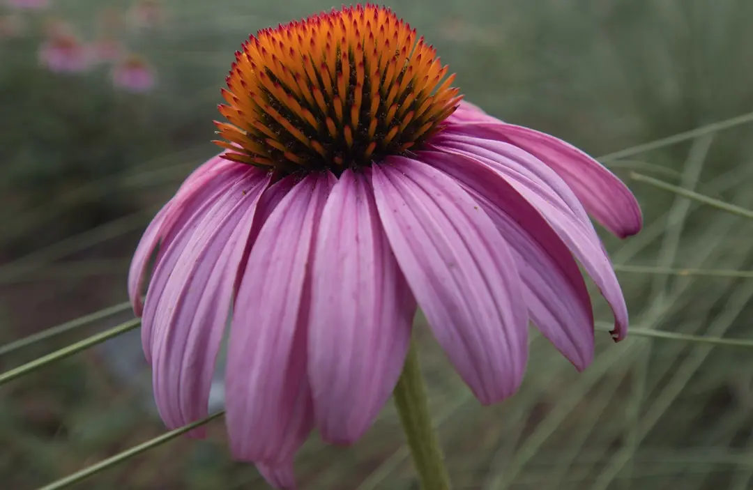 selective-focus-shot-echinacea-flower-blooming-garden Arcüreggyulladás: tünetei, okai, kezelése Immunrendszer 