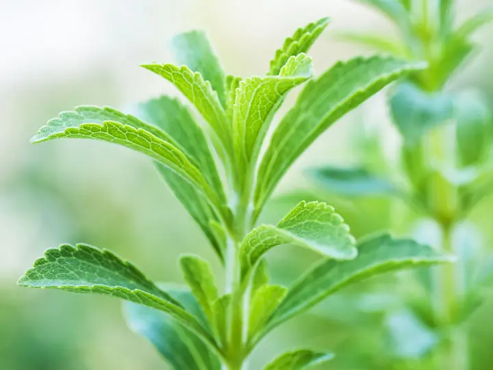 stevia-termeszetes-edesito-dieta Mitől olyan édes a stevia? Szupertápanyagok 