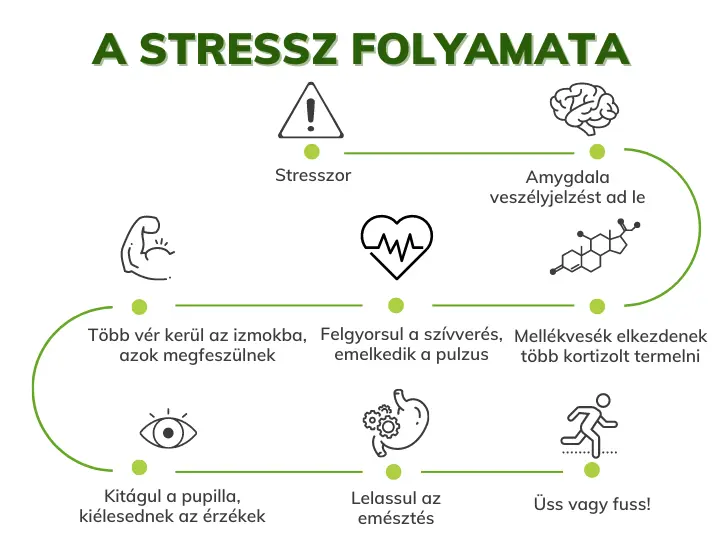 stressz-folyamata Így teszi tönkre a stressz a szervezetünket! Mentális egészség 
