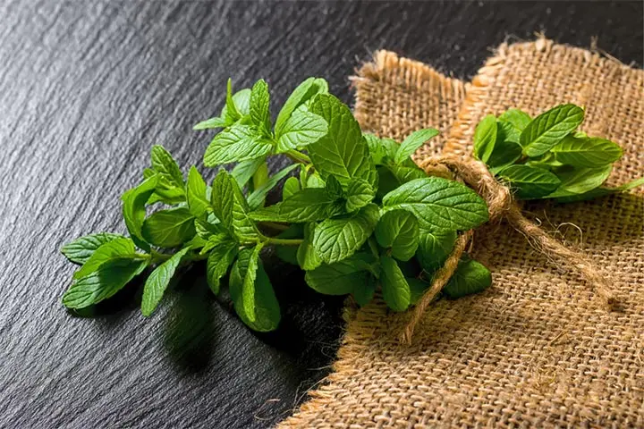 stressz-stresszcsokkento-termeszetes-gyogynoveny-citromfu201 Csökkentsd a stresszt természetesen! Mentális egészség 