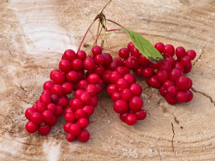 stresszoldo-gyogynovenyek-kinai-kuszomagnolia Stresszoldó gyógynövények és tápanyagok Mentális egészség 