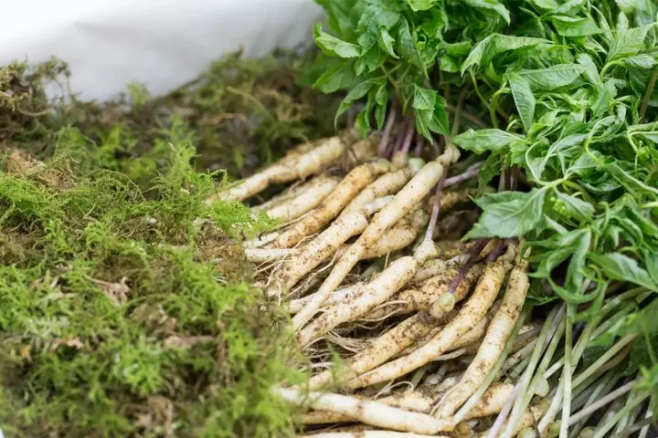 stresszoldo-gyogynovenyek-panax-ginseng Stresszoldó gyógynövények és tápanyagok Mentális egészség 