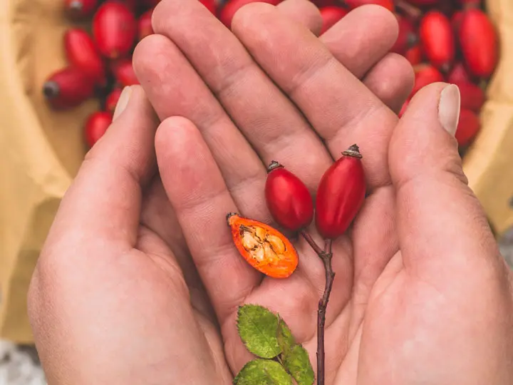 szerves-c-ultra-vitamin-retard-csipkebogyo-kezben Az immuntámogatás nagyágyúja! Immunrendszer 