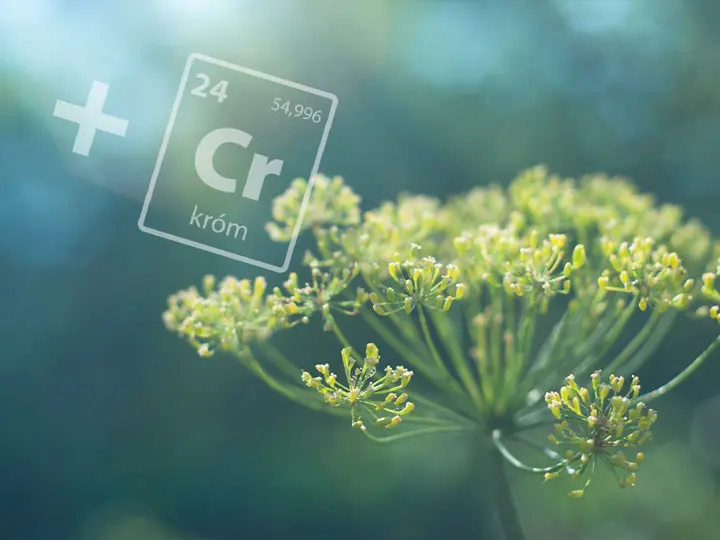 szerves-krom-kapormag-gyogynoveny-vercukorszint Mi mindenre jó a kapormag és a króm? Emésztés 