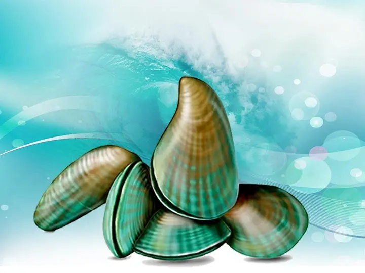 szerves-zoldkagylo-segit-izulet-gyulladas-porckopas-csontritkulas-mire-jo Mire használható az új-zélandi zöldkagyló? Szupertápanyagok 