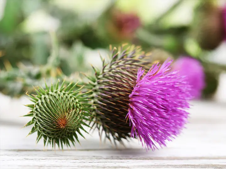 szilimarin-emesztes-maj-epe-mariatovis-max-kolin-virag 5 ok, amikor ajánlott a máriatövis és a kolin Emésztés 