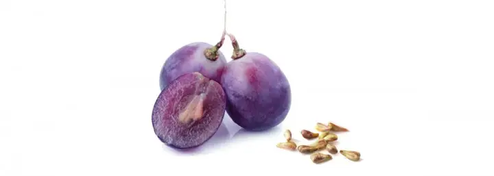 szolomag-tabletta-opc-standardizalt-tartalom Szőlőmag és ginkgo - A legjobb öregedésgátló flavonoidok Szépség 