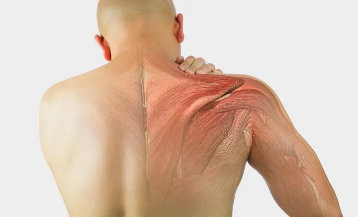 szovetregeneralodas-kollagen-por A sportolók fehérjéje, a kollagén Immunrendszer 