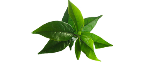 teafa-olaj Viszlát paraziták, vírusok, gombák és baktériumok! Immunrendszer 